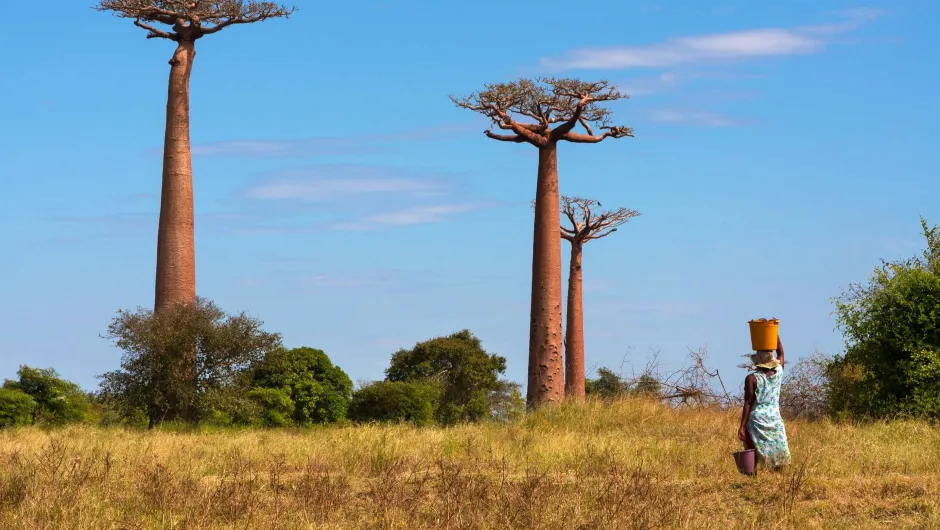 Vijf redenen naar Madagaskar reizen - lokale vrouw met baobab bomen in Morondava.