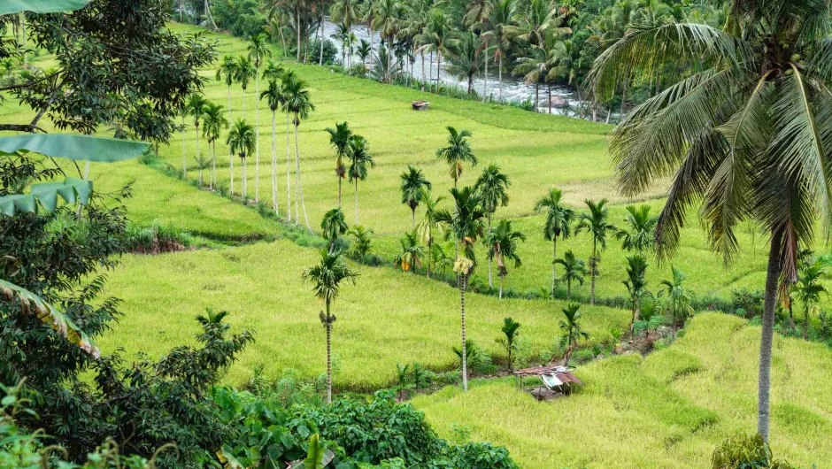 Tips Sumatra, Indonesië rijstvelden langs de weg.