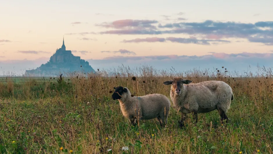 Twee schapen staan in een weiland met op de achtergrond de Mont Saint Michel.