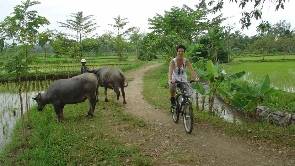 Fietsen op Lombok - reizigers die langs buffels fietsen.