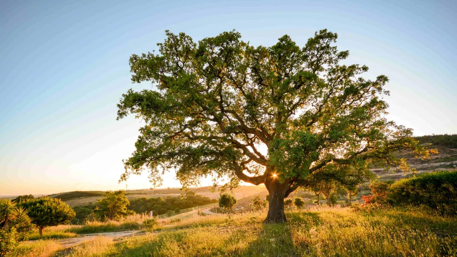 Een grote boom staat in een glooiend landschap, verlicht door de laagstaande zon.