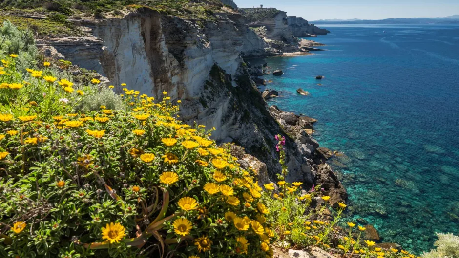 Kust van Corsica met helderblauwe zee, witte rotsen en gele bloemen in een groene wijden.