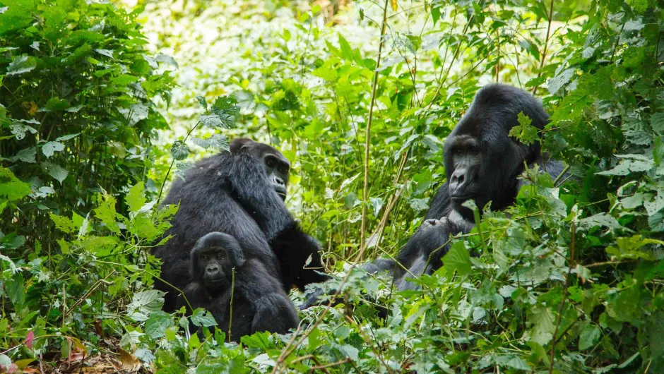 Gorillafamilie in het regenwoud van Oeganda.