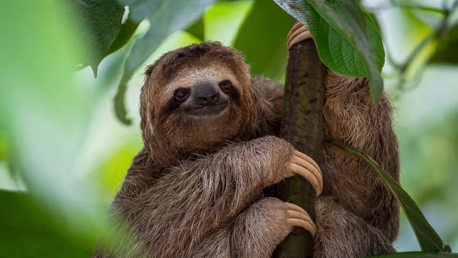 Een drieteninge luiaard in de wildernis van Costa Rica.