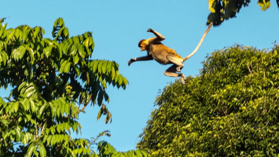 Maleisisch Borneo - aapje aan het springen van boom naar boom.