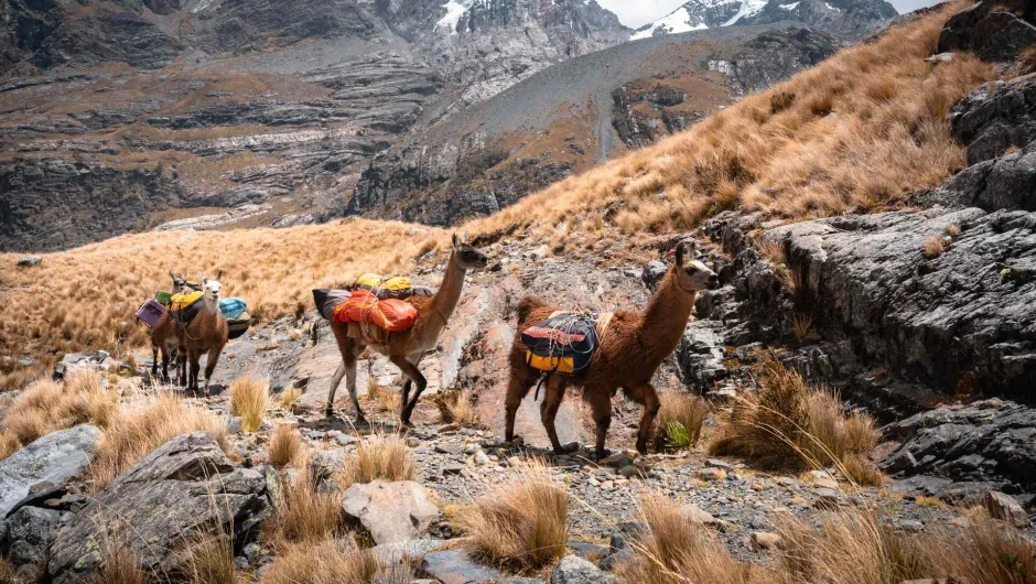 Lama's in Peru.