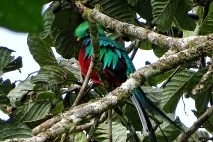 Panama excursies wandelen quetzal trail
