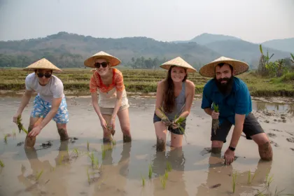 Laos excursies rijst planten