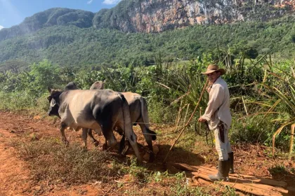 Rondreis Cuba dag als boer Viñales