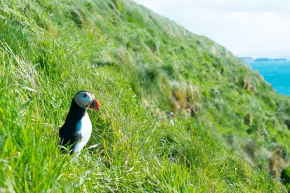 Rondreis Schotland papegaaiduiker Staffa