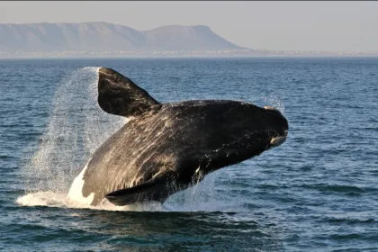 Rondreis Zuid-Afrika walvis Hermanus