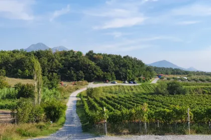 Rondreis Albanie - Wijngaarden