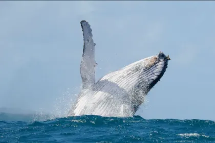 Rondreis Madagaskar walvis