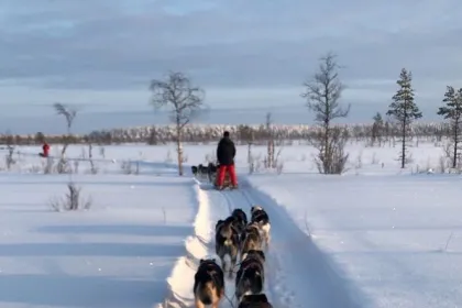 Zweden husky's