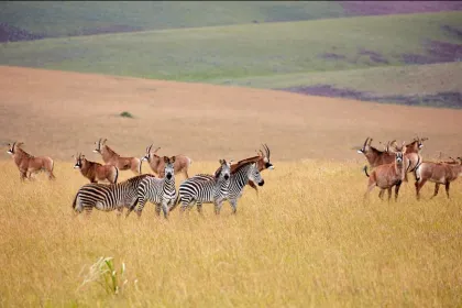 Zebra's en antilopes op steppe in Nyika National Park Malawi