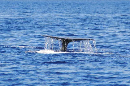 Azoren excursie walvisspotten