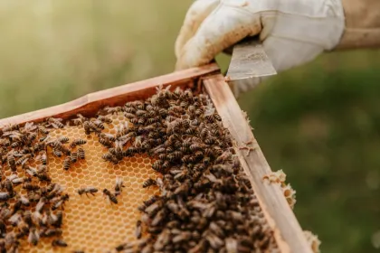 Frankrijk beekeeping