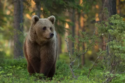 Finland merengebied beer in het bos