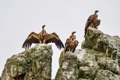 Roofvogels spotten in Extremadura.