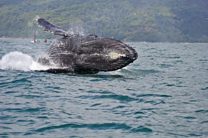 Costa Rica - walvis Marino Ballena.