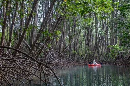 Kajaktour Savegre rivier mangrovebos.