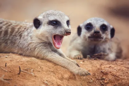 Zuid-Afrika meerkat