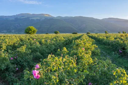 Damascena rose distillery - Bulgarije.