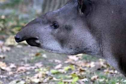 Tapir - Costa Rica.