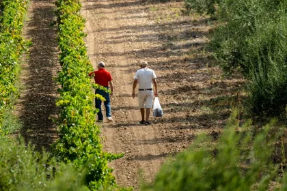 Twee lokale mannen die over een wijngaard lopen in Puglia.