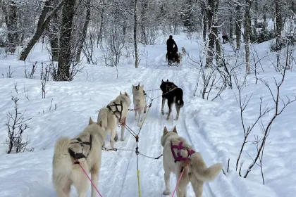 Huskytocht in Noorwegen.