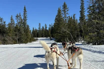 Dalarna huskey slede