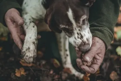 Een hond die truffels aan het zoeken is in de aarde..