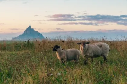 Schapen zijn aan het grazen met de op de achtergrond de Mont Saint-Michel.