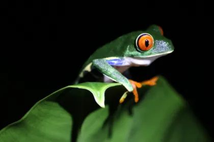 Een roodoogboomkikker in de jungle in Costa Rica.