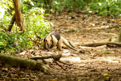 Een miereneter in Corcovado nationaal park, Costa Rica.