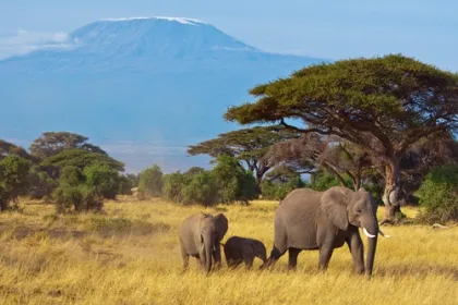 Drie olifanten in Tanzania.