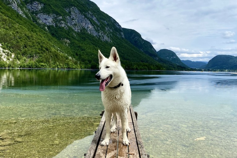 Slovenie Bohinj met hond.