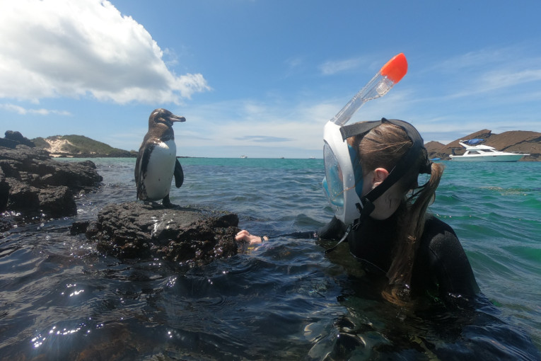 Ecuador pinguïn 