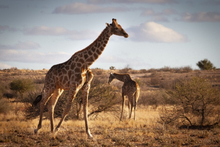 Giraffen Namibië