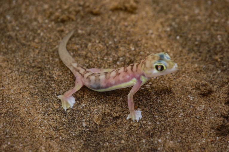 Klantfoto Namibië, salamander.