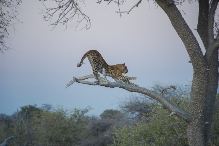 Klantfoto Namibië, luipaard.