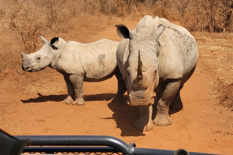 Klantfoto Zuid-Afrika, neushoorns.