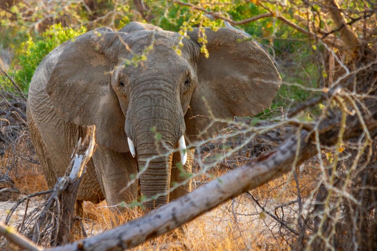 Klantfoto Namibië, olifant.