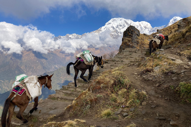 Klantfoto Bhutan, paarden over bergpas.