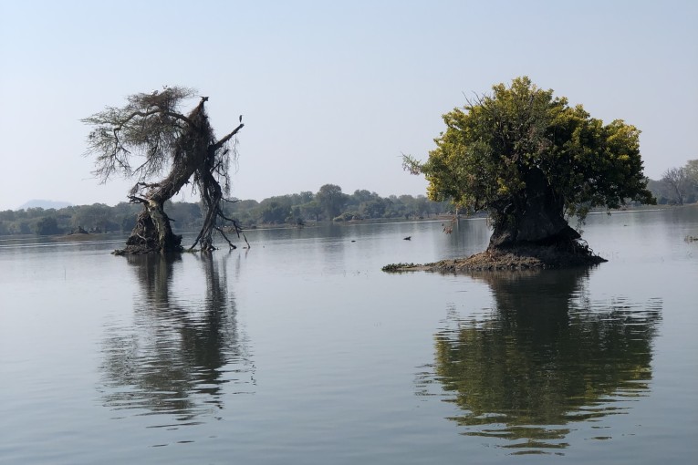 Klantfoto Malawi, bomen.