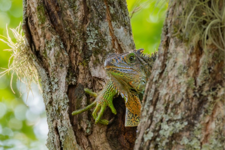 Leguaan in Colombia.