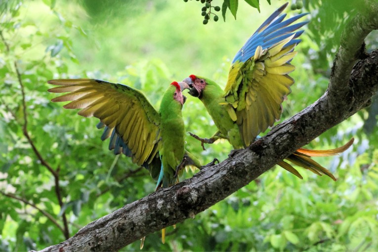 Papagaaien in Costa Rica.