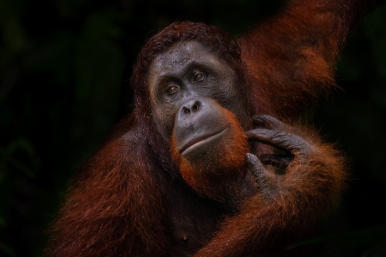 Maleisië Orang-oetans. 