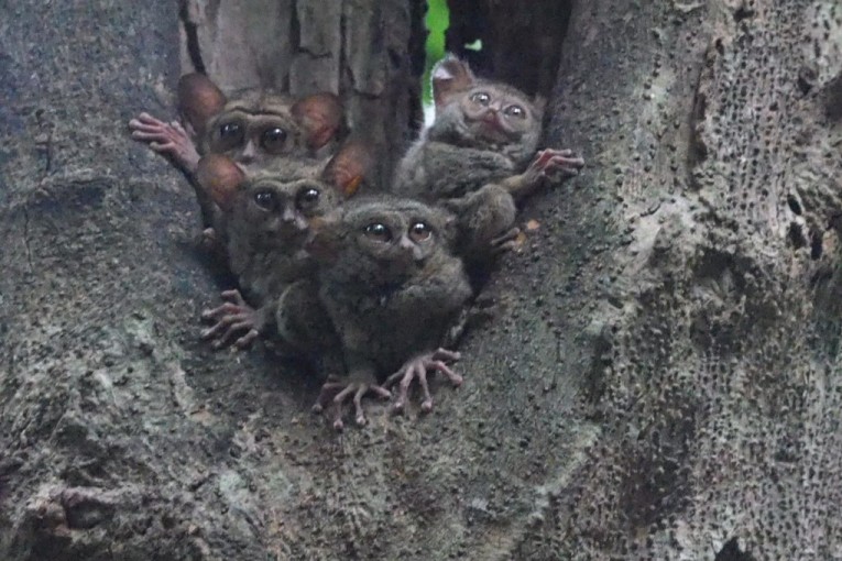 Klantfoto Indonesië, spookdiertjes.