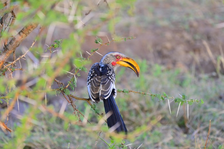 Klantfoto Zuid-Afrika, vogel.